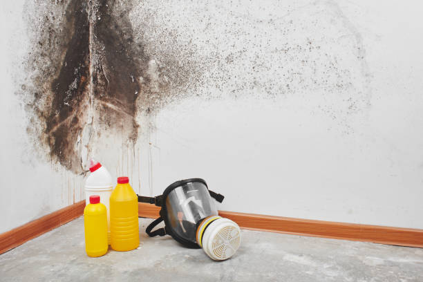 Certified Mold Removal in Eaton Rapids, MI