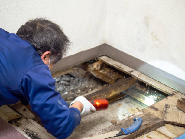 Professional Mold Removal in Eaton Rapids, MI