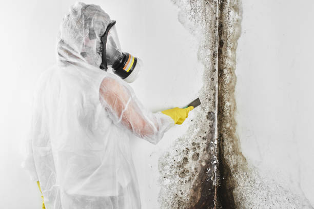 Best Fast Mold Removal  in Eaton Rapids, MI