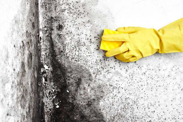 Best Toxic Mold Removal  in Eaton Rapids, MI