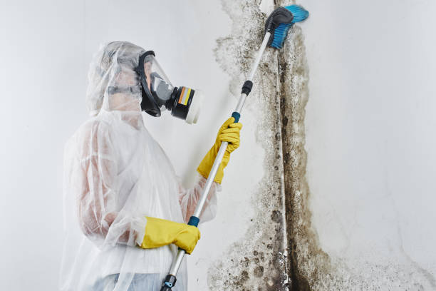 Best Attic Mold Removal  in Eaton Rapids, MI