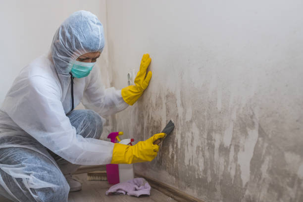 Best Home Mold Removal  in Eaton Rapids, MI