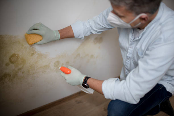 Best Residential Mold Removal  in Eaton Rapids, MI