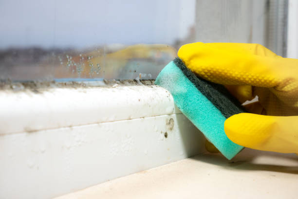 Best Mold Testing  in Eaton Rapids, MI