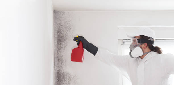 Best Emergency Mold Removal  in Eaton Rapids, MI