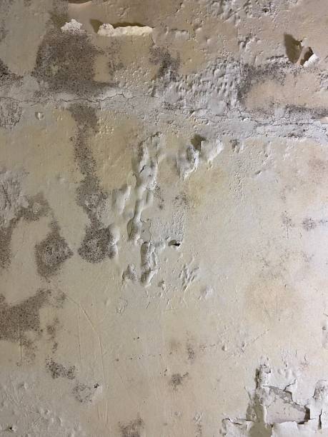 Best Mold Damage Repair  in Eaton Rapids, MI