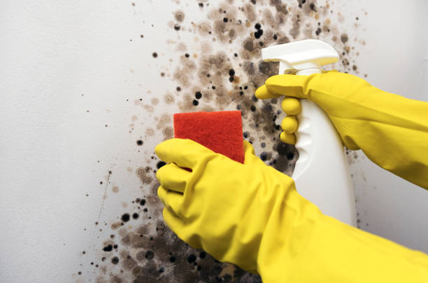 Best Home Mold Removal  in Eaton Rapids, MI