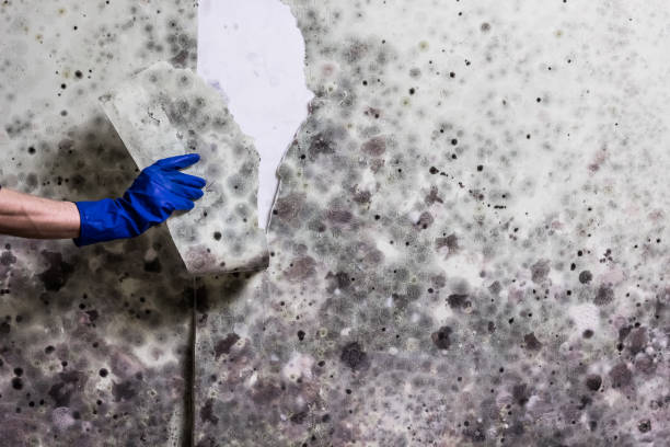 Best Mold Cleaning Services  in Eaton Rapids, MI