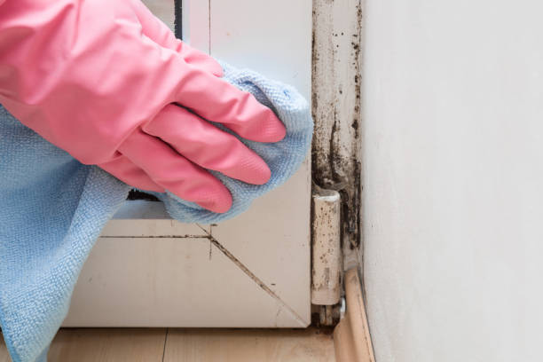Best Best Mold Removal Companies  in Eaton Rapids, MI